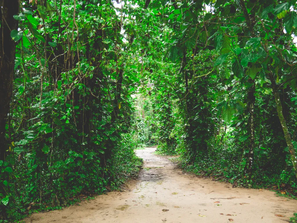 Dschungelweg auf Isla Bastimentos